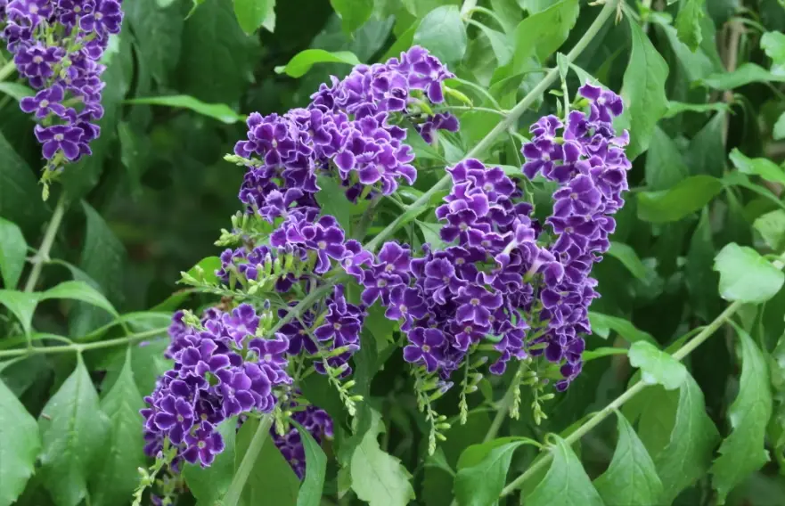 蕾絲金露花繁殖