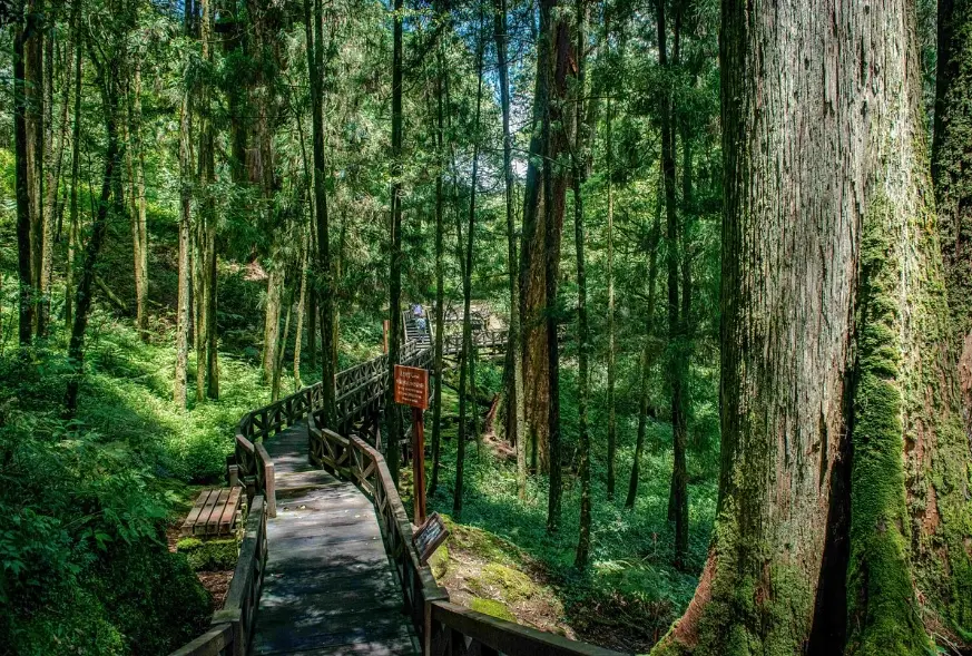 阿里山國家森林遊樂區